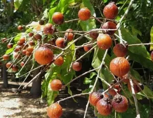 Sapindus mukorossi | Indian & Chinese Soapberry | Washnut | 5_Seeds