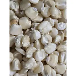 Corn Seeds - Dent -  Hickory King White