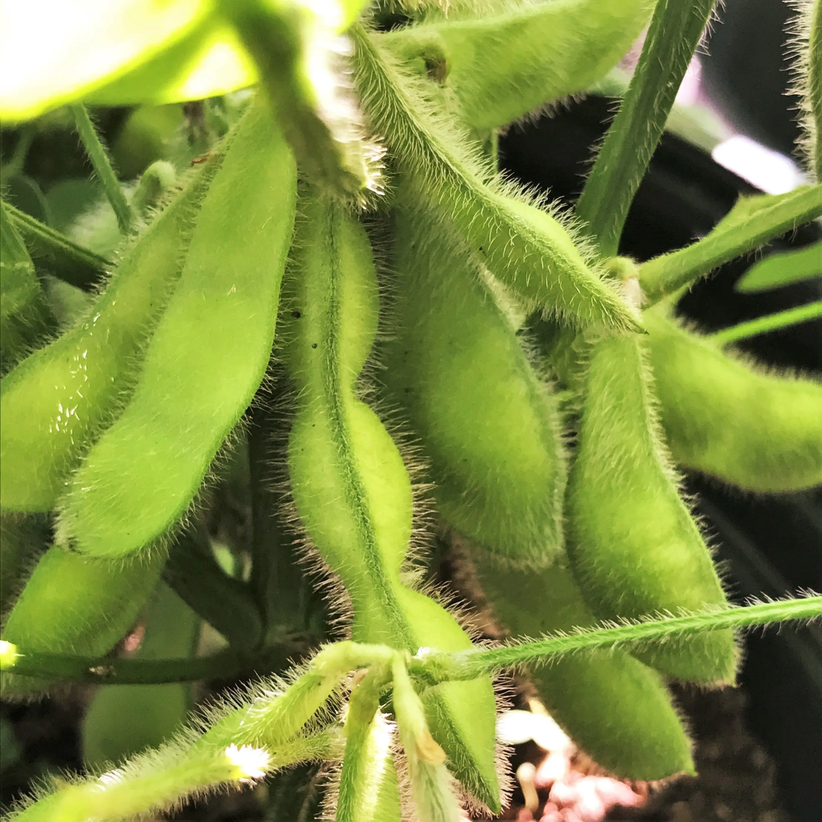 TomorrowSeeds - Midori Giant Japanese Edamame Seeds -  Non GMO Planting Soy Bean Korean Chinese Soybean Asian Vegetable Seed For 2024 Season