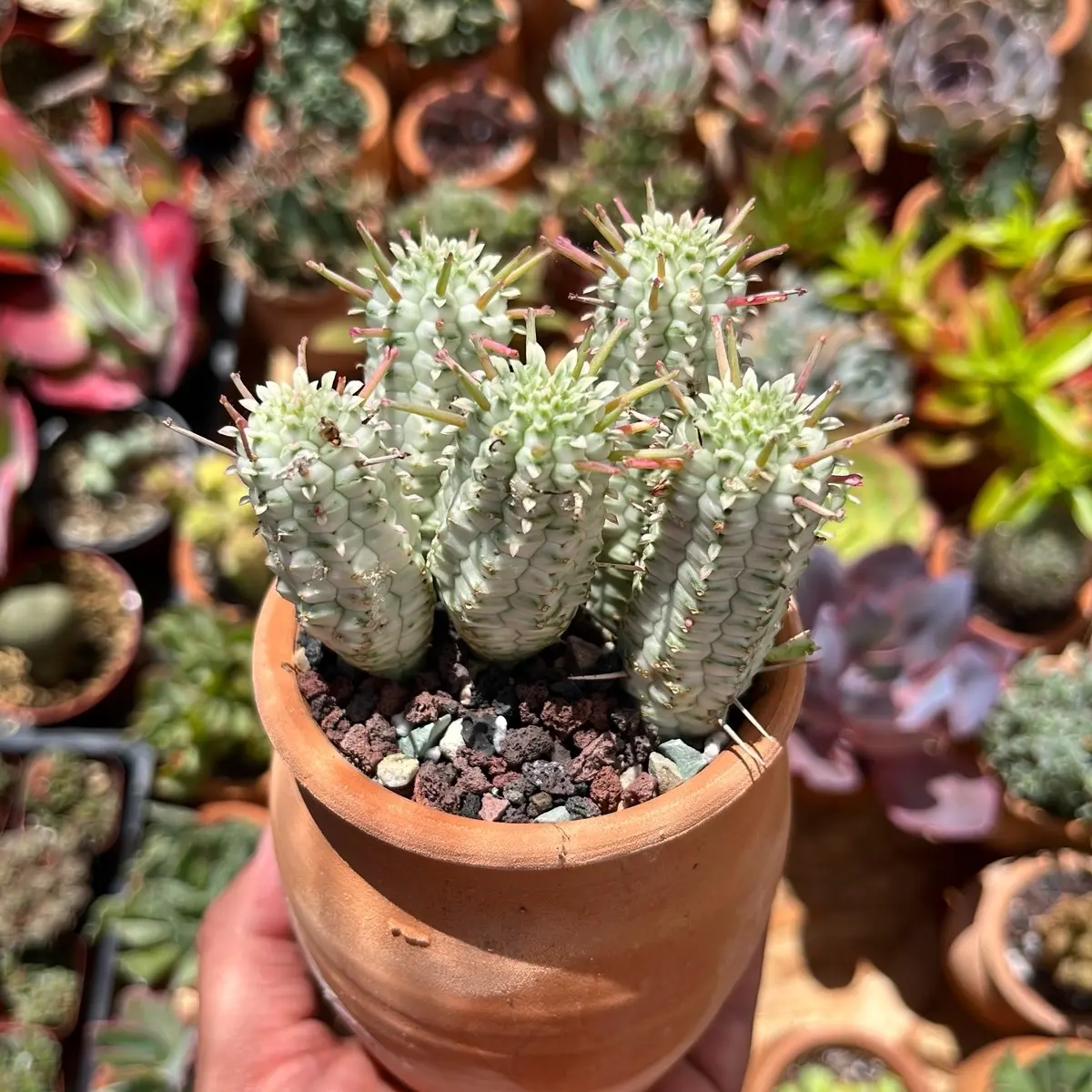 Succulent Euphorbia mammillaris f. variegata - Indian Corn Cob cactus in clay pot