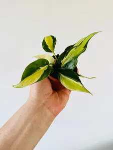 Philodendron Cream Splash - Grown From Mother Plant A - 2" Pot