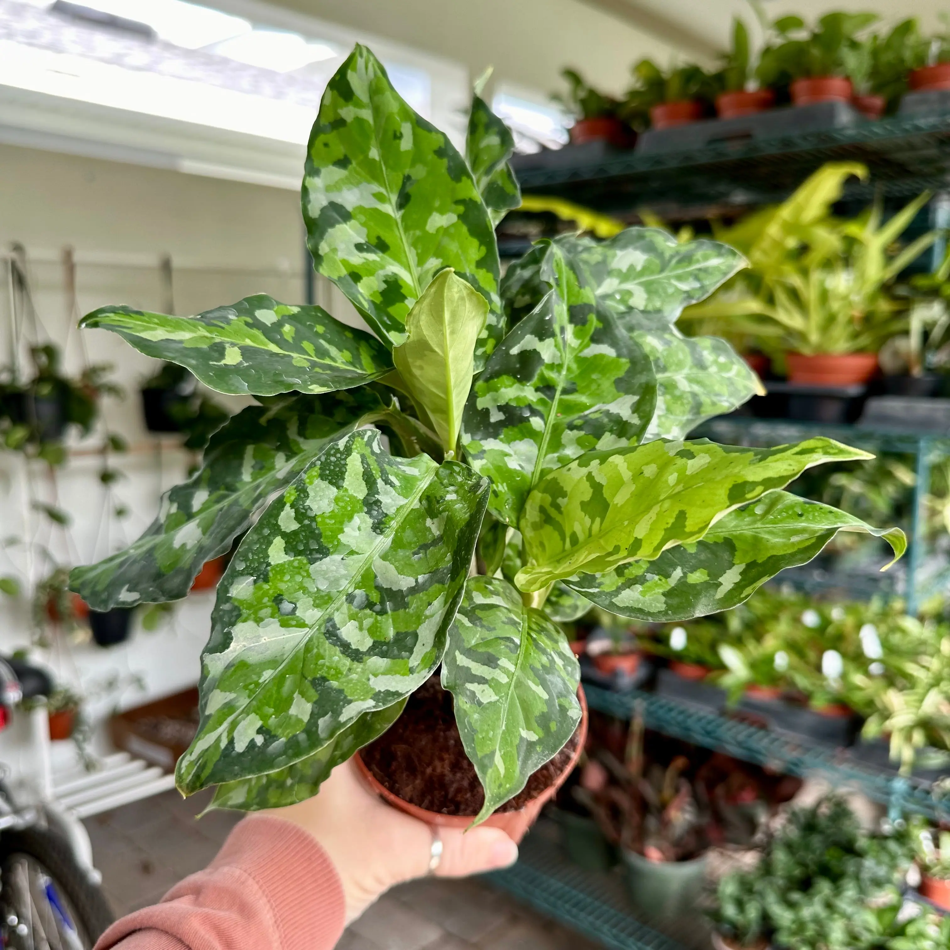 Aglaonema pictum tricolor - 4" pot