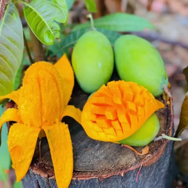 Premium Grafted Mango Saplings, Bare Root Shipment, Produce Sweet Tender Mango Fruit, Perfect For Backyard & Patio Planting