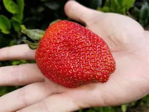 Fronteras Strawberry plug Plants