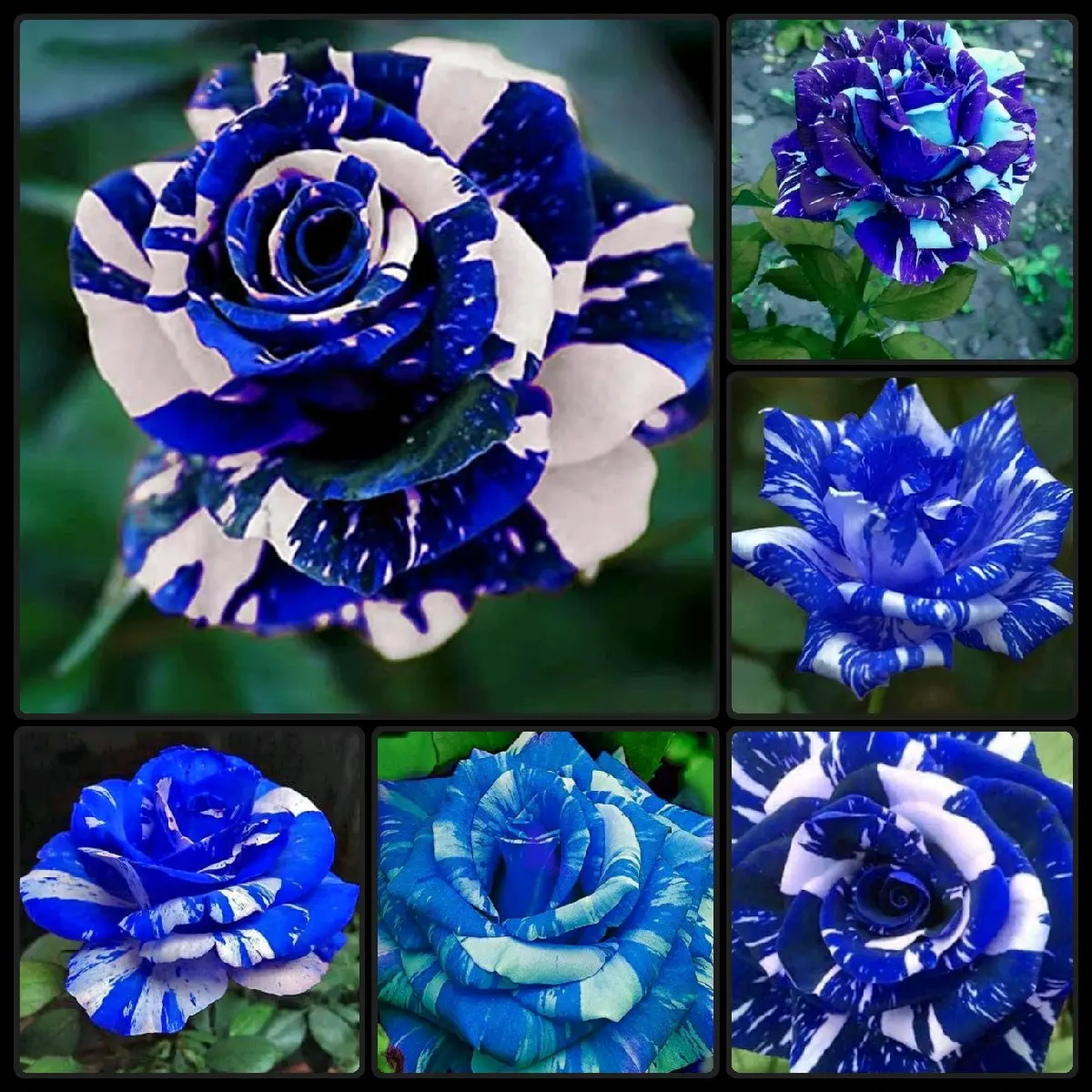 40 Blue Dragon Rose Bush Seeds USA SHIPPED, OPEN-POLLINATED