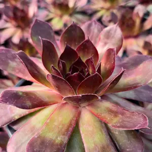 Chick Charms® Giant Copper Canyon™ [extra large]