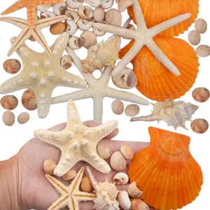 30pcs Large Sea Shells Mixed Natural Beach Finger Seashells Starfish Scallop Small Conchs Vase Filler Fish Tank Ornaments for Beach Theme Party Table Scatters Home Decor DIY Crafts