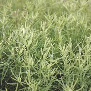 Heirloom Tarragon Seeds - Organic and Regenerative Herb Gardening Seeds