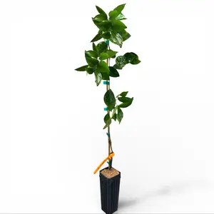 Sanguinelli Blood Orange Tree | Deep Red Citrus, Sweet-Tart Flavor & Late Season Premium Orange | Premium Indoor Outdoor Citrus Tree | No Ship CA AZ LA FL