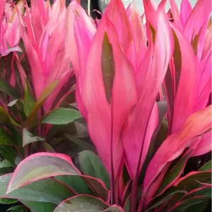 LIVE PLANT 1-2ft Cordyline fruticosa Maria - Ti Plant - Cordyline terminalis - Dracaena terminalis