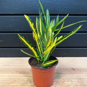 Joseph’s coat plant YELLOW SUNNY STAR 4 inch planter