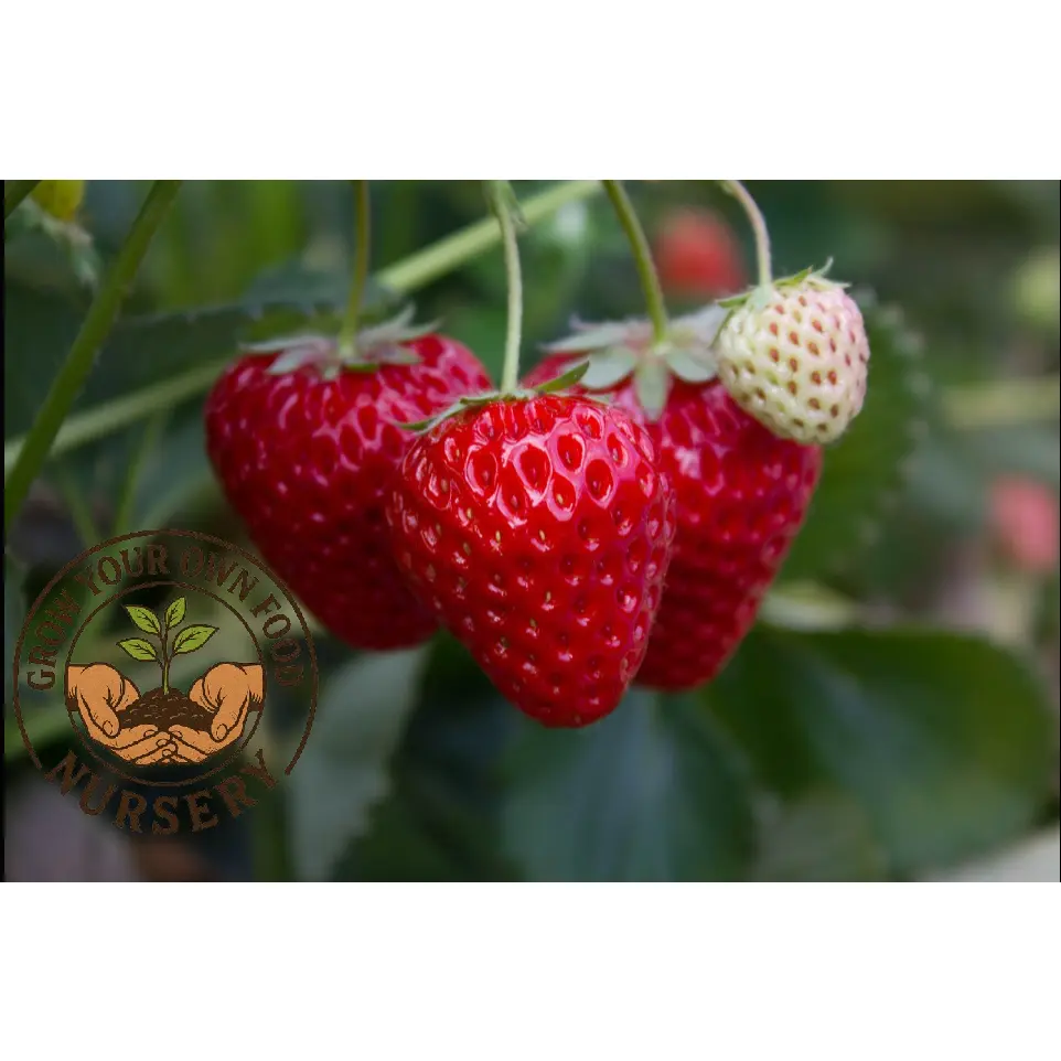 Seascape Everbearing Strawberry Live Starter Plant, Fruit Seedling, Perennial Garden Plant for Home Improvement, Perennial Plant