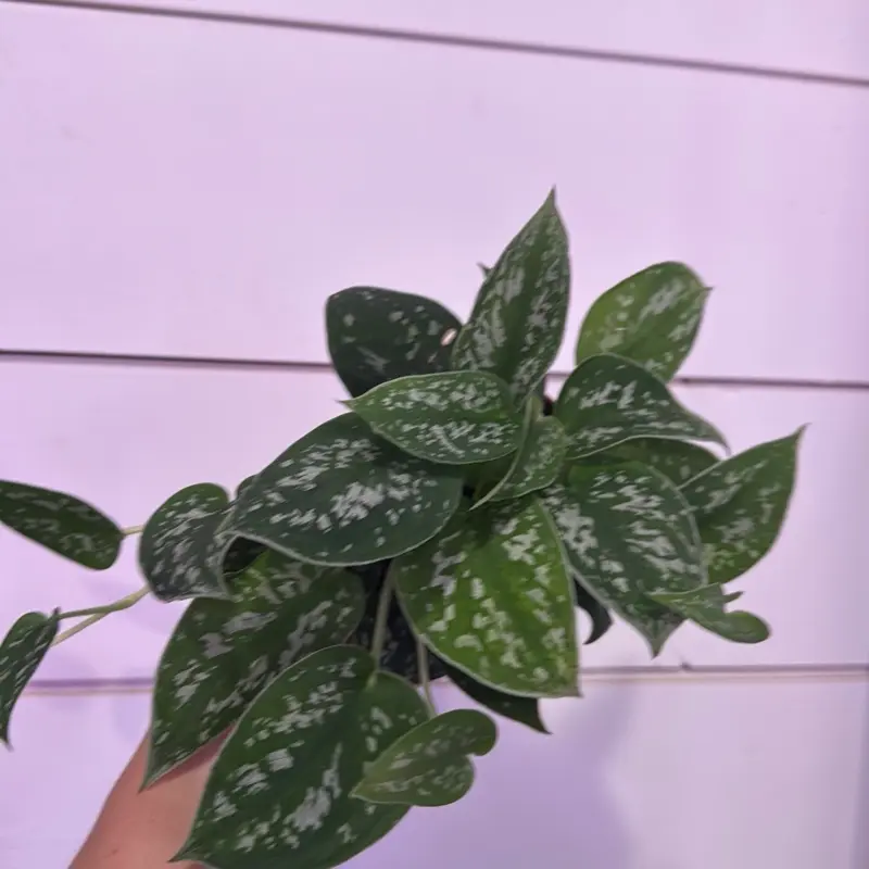 Scindapsus Satin Form Indoor Plant with Unique White Spots for Home Decor