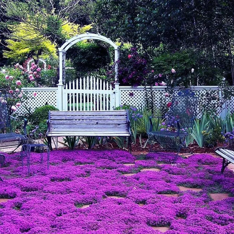 1000 PCS Purple Creeping Thyme Seeds - Heirloom & Non-GMO Thymus Serpyllum Perennial Ground Cover, Vibrant Purple Blooms for Rock Gardens, Stepping Stones, Pollinator Friendly Versatile Landscaping in Large Open Areas