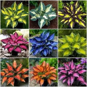 00pcs Hosta Seeds  – Shade-Loving Perennial Plants – Easy-to-Grow, Low-Maintenance for Garden Borders, Pots & Elegant Landscape Design