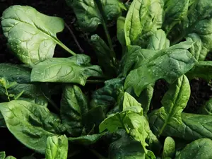 200+ Spinach Seeds Viroflay Spinach (Spinacia oleracea) Persia Vegetable USA