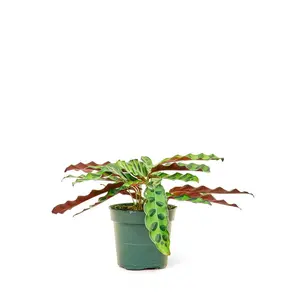 Calathea 'Rattlesnake', Small