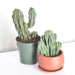 Monstrose Peruvian Apple Cactus – Cereus repandus Live Succulent