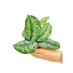 Silver Pothos 'Exotica', Small