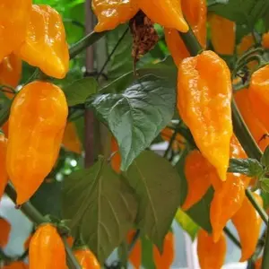 20 Seeds Bhut Jolokia Naga Orange Ghost Chili Pepper Seeds - World's Hottest Pepper with 400x Tabasco Heat & 1 Million Scoville Units - Perfect for Chilli Eating Contests & Spices