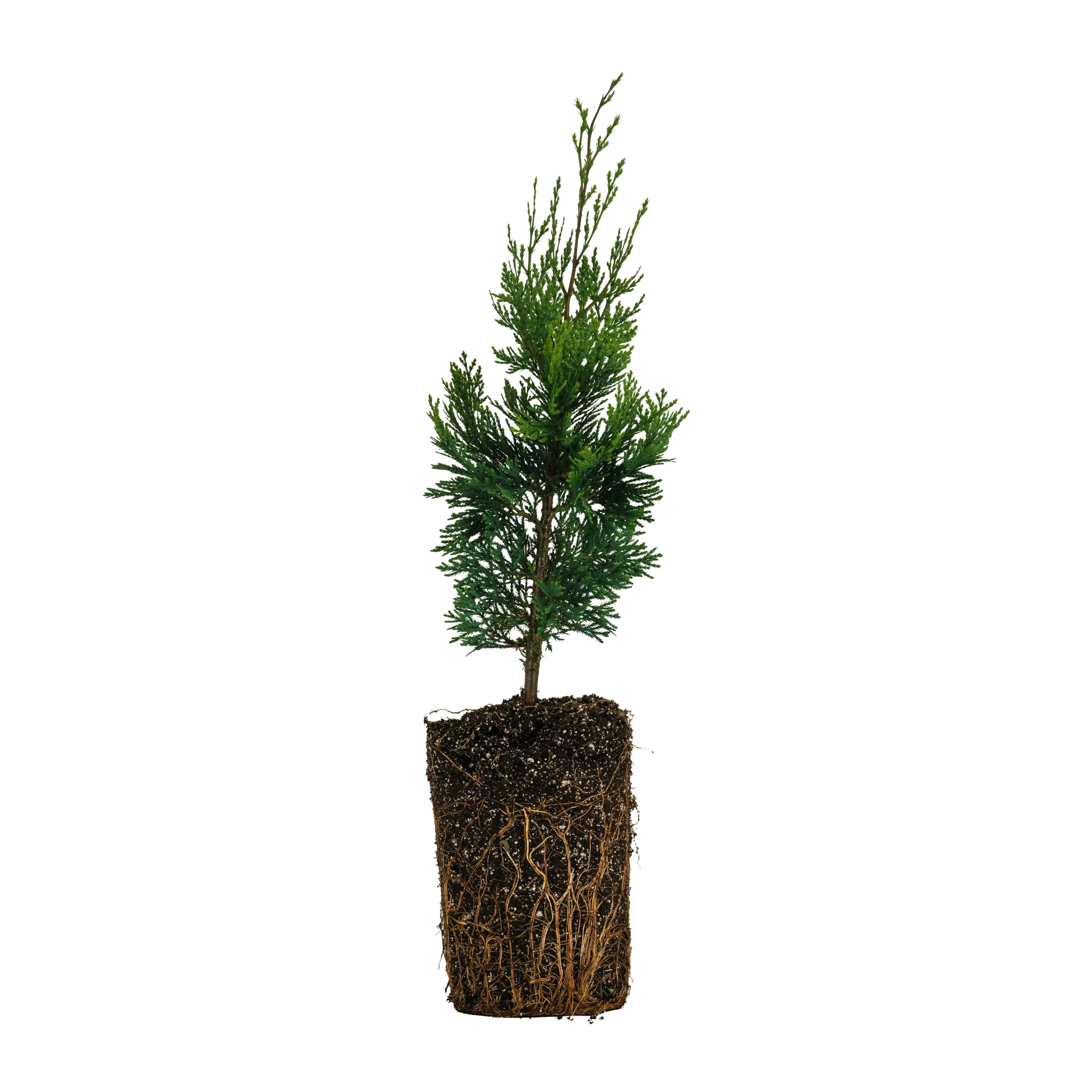 Incense Cedar | XL Tree Seedling