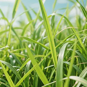 3000 Zoysia Grass Seeds Pack – High-Quality Lawn Grass Seeds for Dense Turf, Heat & Drought Resistant, Easy to Grow, Ideal for Garden Borders, Landscaping, and Backyard Lawn Coverage