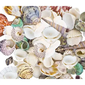 80~85pcs Sea Shells Mixed Beach Seashells for Beach Theme Party Wedding Decorations DIY Crafts Candle Making Fish Tank Vase Fillers Table Colorful