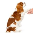 Pet Training Clicker with Wrist Strap - Dog Training Clickers (New Black + Blue)