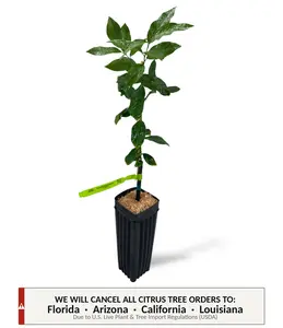 Eureka Lemon Tree | No Ship CA AZ LA FL | US Citrus Nursery | Strong Fragrance Sour Acidic Flavor, Natural Live Citrus Plant, Indoor Outdoor Container Fruit Tree