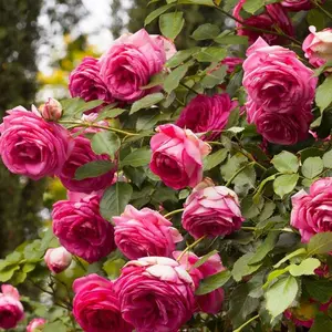 Pretty in Pink Eden Climber™ Rose