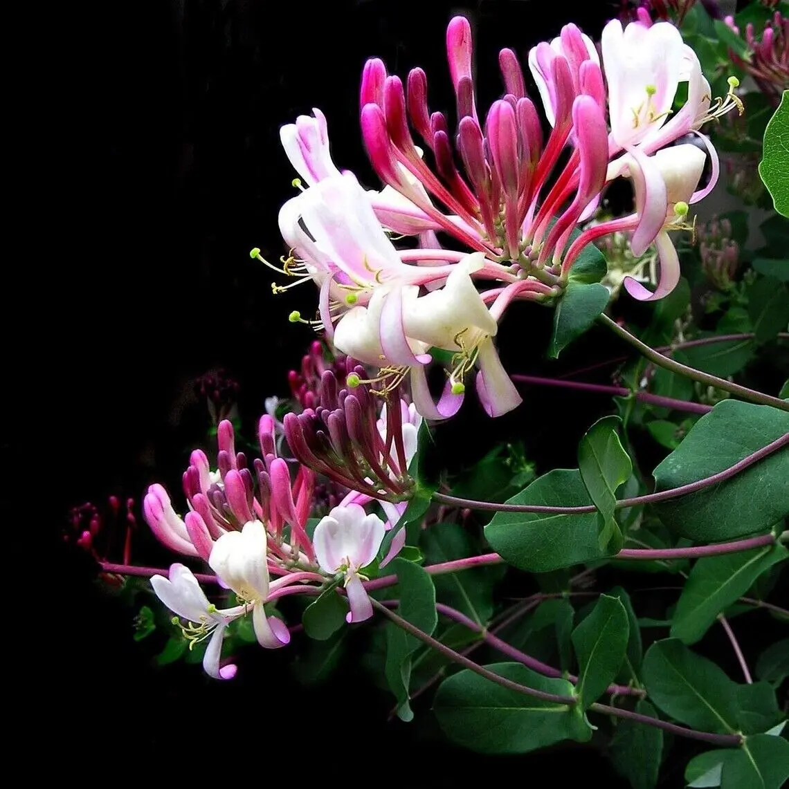 Japanese Climbing Honeysuckle Live Plant Fragrant Flowers Purple Leaves 2" Pot