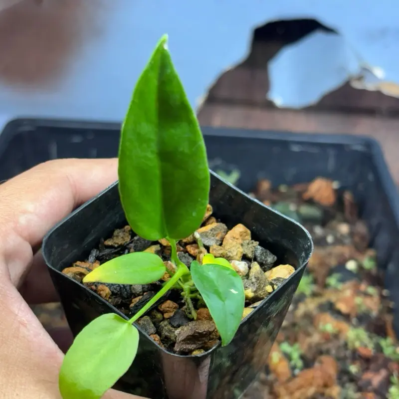 Anthurium pallidiflorum x warocquanum