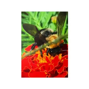 Poster Print - Bumblebee and Marigold