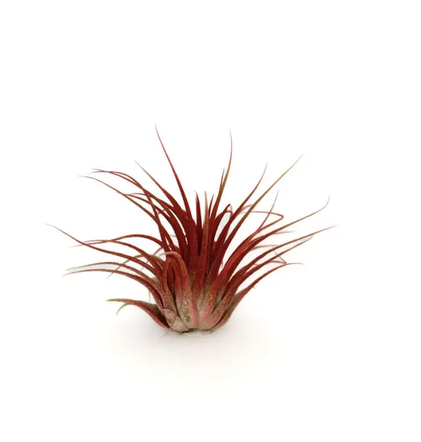 Live Colored Air Plants Ionantha Guatemala Tillandsia Airplant