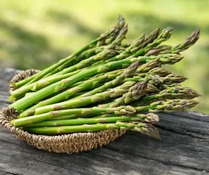 Jersey Knight Asparagus Crowns | Disease-Resistant Hybrid, Large Spears, Non-GMO | Hand Picked Nursery