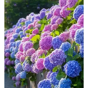 100 Endless Summer Hydrangea Seeds – Easy-to-Grow, Fresh Seeds for Patio Containers & Garden Beds