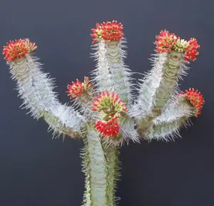 RARE EUPHORBIA NEOHUMBERTII exotic madagascar palm bonsai succulent seed 5 seeds