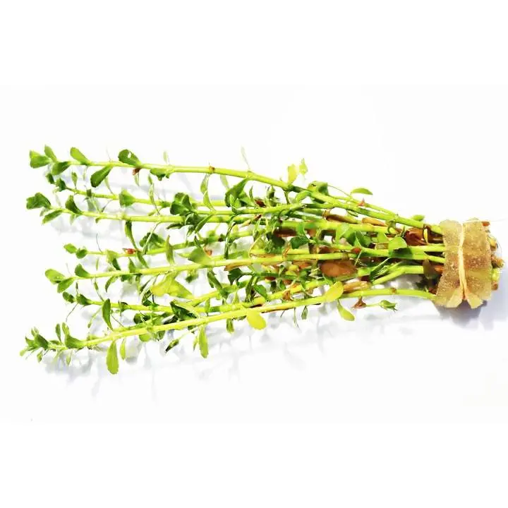 Moneywort.... Bacopa Monnieri   (HARDY, EASY Stem Plant)