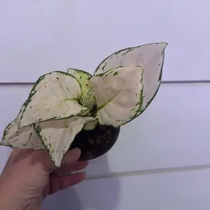 Aglaonema super white