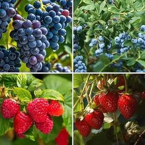1000+pcs Mixed Berry Seeds Kit for Planting (Grapes, Strawberries, Blueberries, Raspberries Seed Pack), Non-GMO Perennial Fruits Seeds, Home Garden Plants for Outdoors