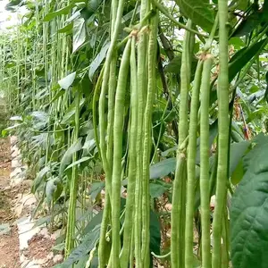 100+ Premium Yard Long Bean Seeds: Heirloom Asian Vegetable String Beans - High-yield and Non-gmo Garden Seeds for Us Gardens