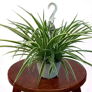 8" Spider Plant , Pet Friendly Easy Care Plant, Bright Light Loving