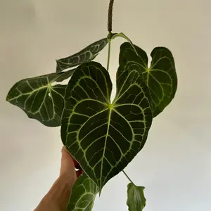 Anthurium king of Clarinervicum 6" pot Rare Plant with Dark Green Leaves and Prominent White Veins, Easy to Care for, Ideal for Collectors