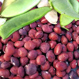 TomorrowSeeds - Dixie Speckled Butterpea Lima Bean Seed Southern Baby Butter Beans Red Brown Peas Non GMO Vegetable Seed For 2024  -