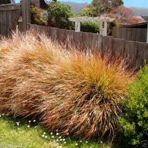 500 Seeds Perennial Stipa Arundinacea Pheasant Tails Ornamental Grass Seed for Planting