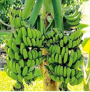 Double Mahoi Banana Plant Plug Tree - 3-8 inches - All-Season Growth