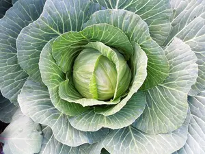TomorrowSeeds - Brunswick Cabbage Seeds -  Non GMO German Colewort Green Canonball Slaw Winter Vegetable Fall Garden For 2024 Season
