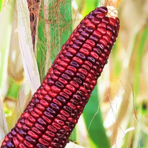 TomorrowSeeds - Bloody Butcher Corn Seeds -  Jimmy Red Moonshine Indian Ornamental Dent Maize Native American Popcorn Untreated Seed for 2024