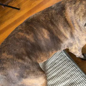 Pet Honesty Chlorhexidine Cat & Dog Seasonal Itch Relief Shampoo, for Allergies, Itching, Skin and Coat Support Helps Shedding, Hot Spots, and Deodorizing Dog, Cat & Kitten Shampoo & Grooming Supplies for Bath