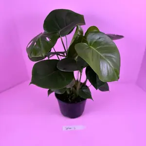 Monstera Deliciosa 6” | Swiss Cheese Plant | Tropical Houseplant